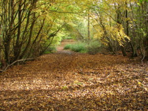 Photo of Hempstead Lane in Autumn
