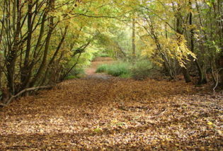 Photo of Hempstead Lane in Autumn