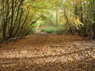 Photo of Hempstead Lane in Autumn