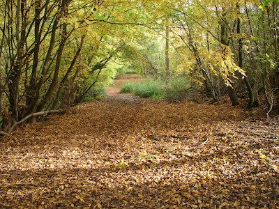 Photo of Hempstead Lane in Autumn