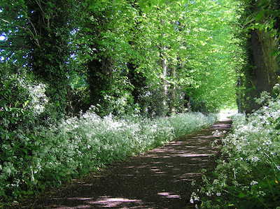 Photo of Lime Tree Avenue in the morning light