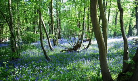 Bluebells in Boothland Wood