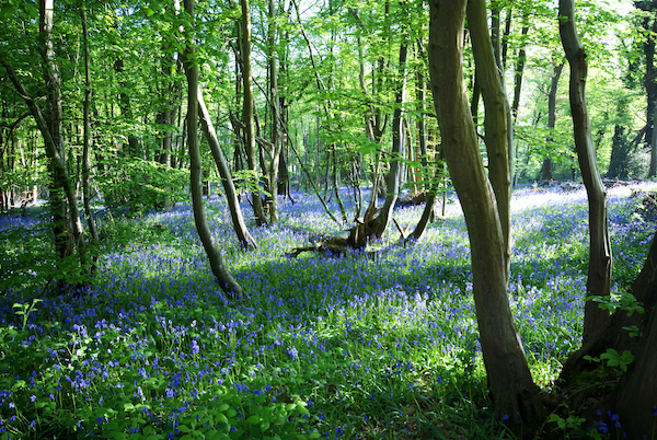 Bluebells in Boothland Wood