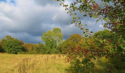 Photo of West Park Nature Reserve