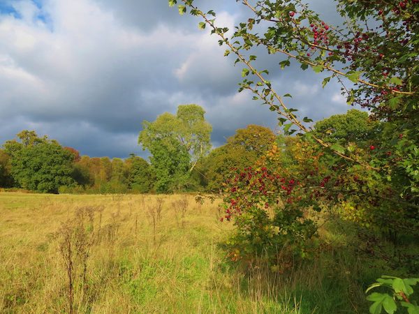 Photo of West Park Nature Reserve