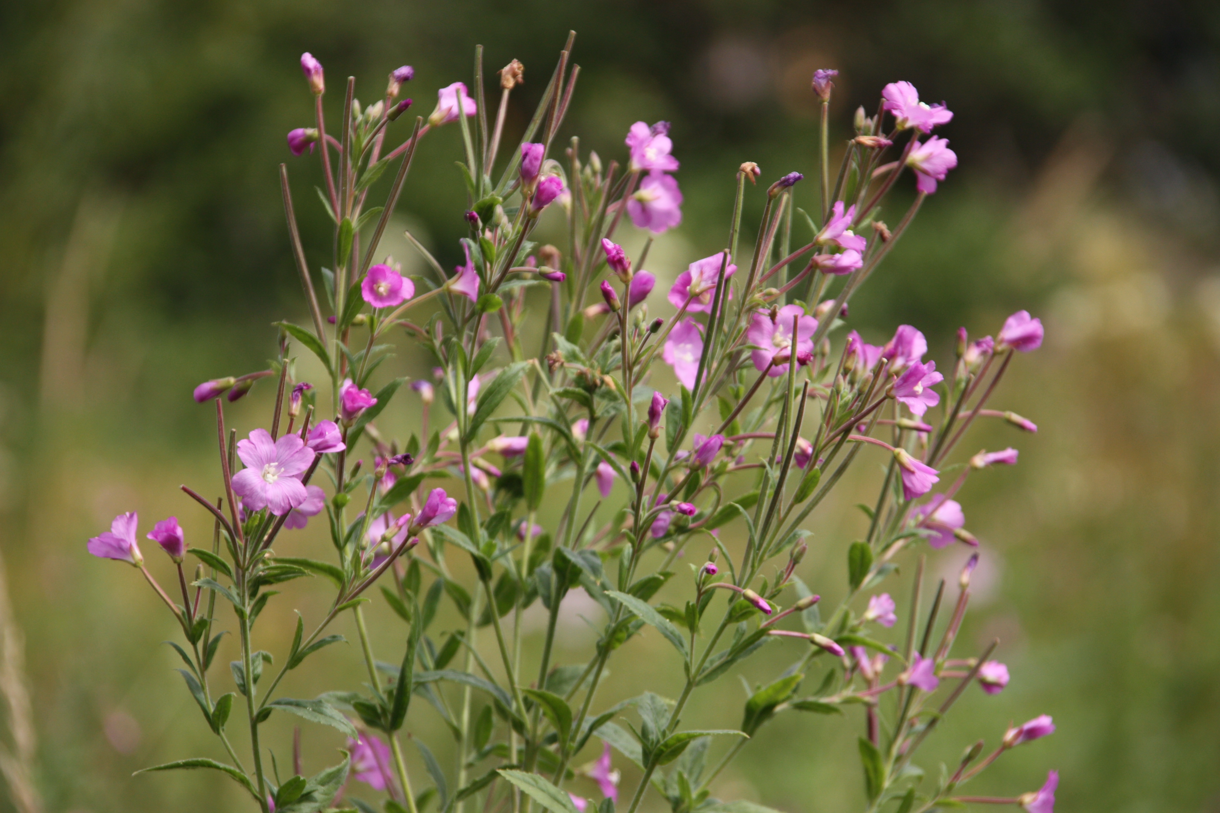 photo of wild flowers in Hempstead Meadows