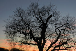 photo of a tree in silhouette against a winter sky