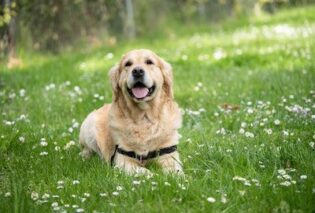 Photo of a dog in a grassy field