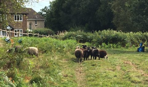 sheep grazing at West Park Nature Reserve