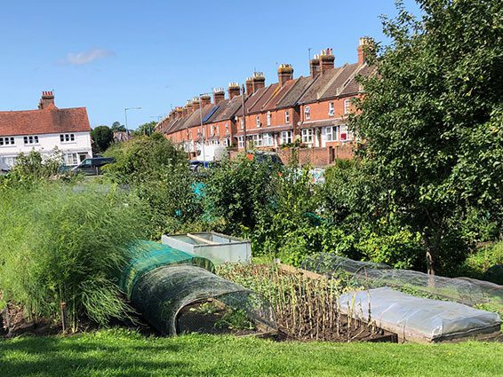 Framfield Road Allotment