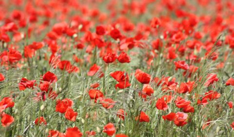 Red poppies in a corn field