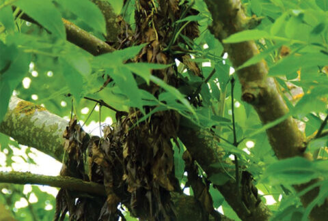 Ash tree displaying ash die back symptoms