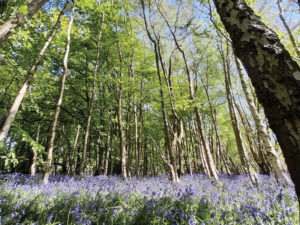 Boothland Wood bluebells