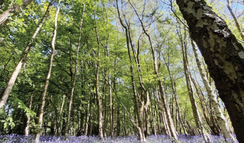 Boothland Wood bluebells