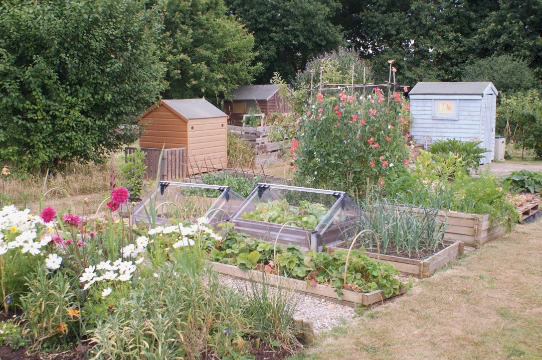 Photograph of allotment plot