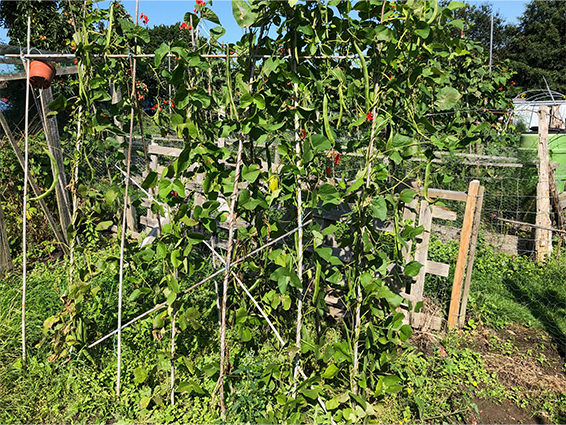 Image of runner beans on allotment