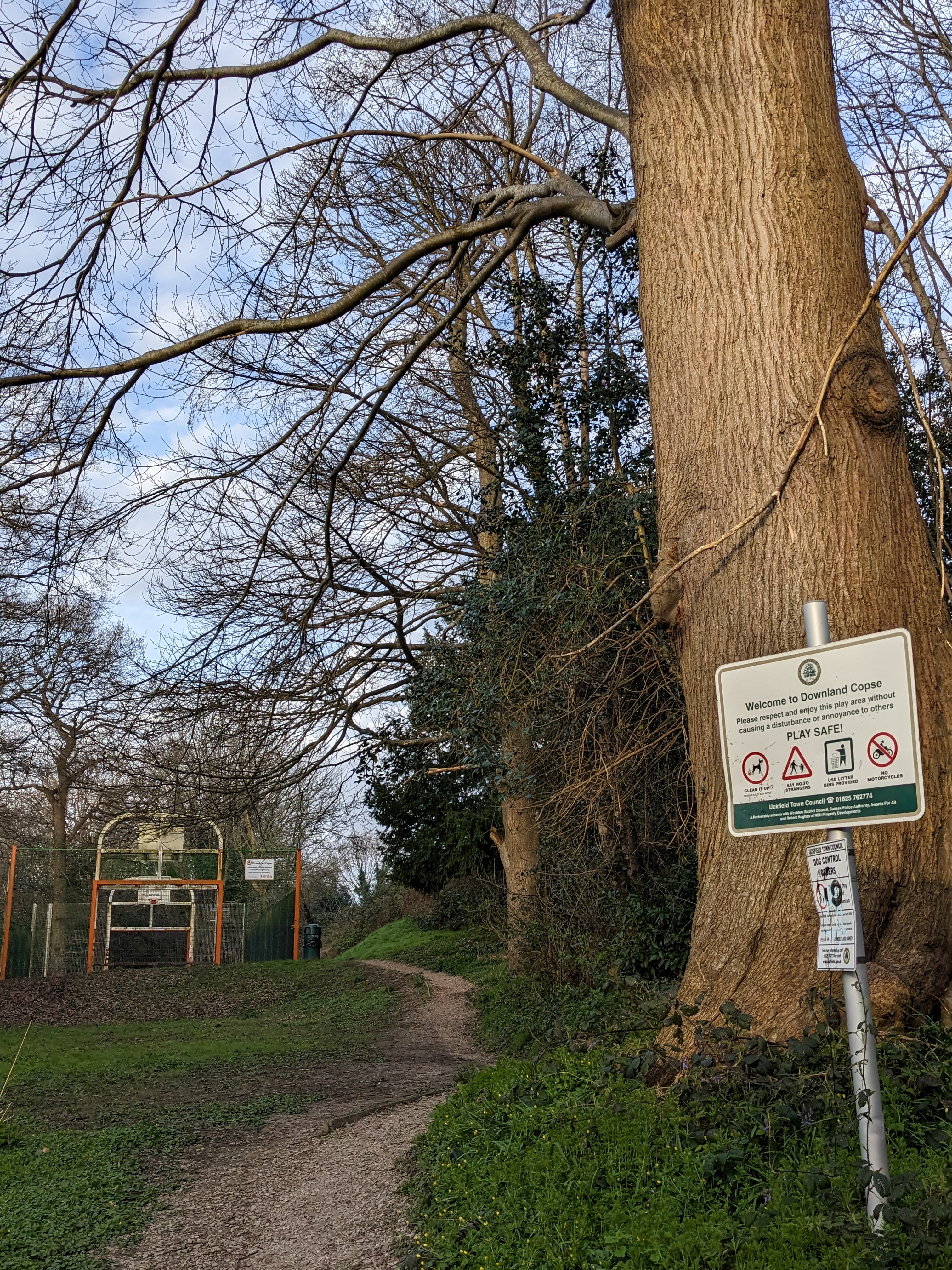 Downland Copse