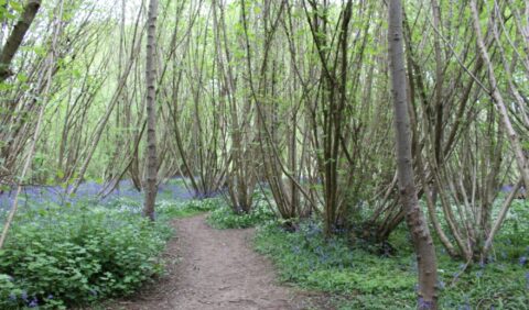 Nightingale Wood, Ash Dieback