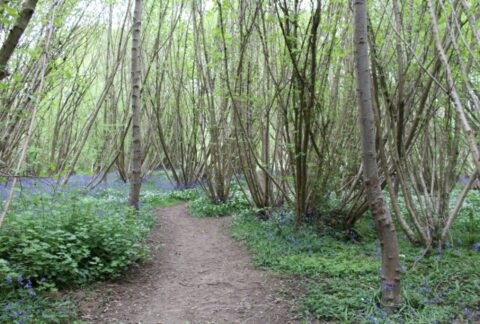 Nightingale Wood, Ash Dieback